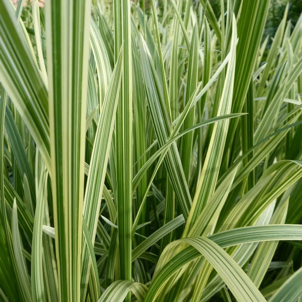 Glyceria?maxima?Variegata | Variegated sweet manna-grass | Marginal Plant