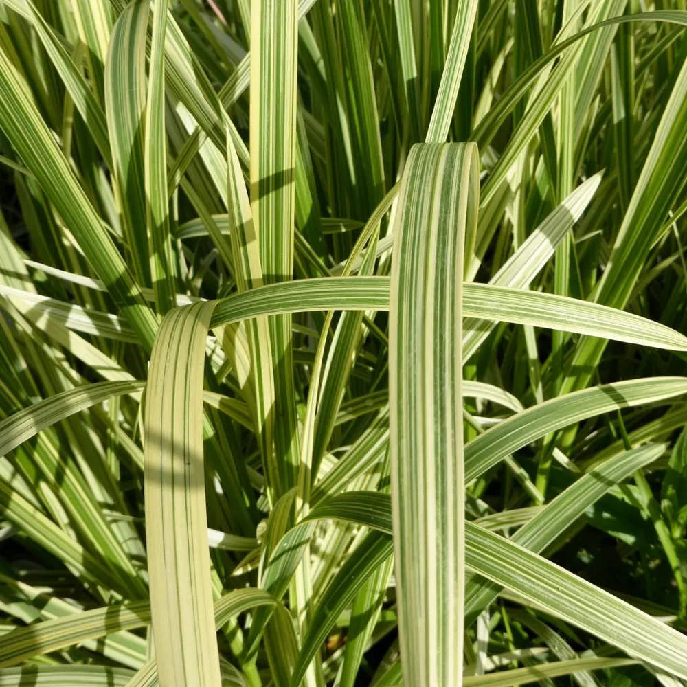 Glyceria?maxima?Variegata | Variegated sweet manna-grass | Marginal Plant - Image 2