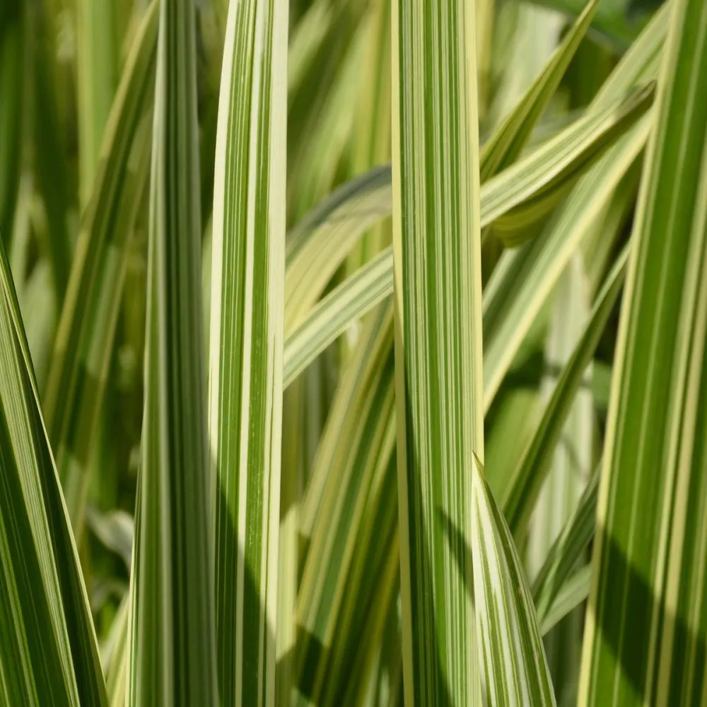 Glyceria?maxima?Variegata | Variegated sweet manna-grass | Marginal Plant - Image 3