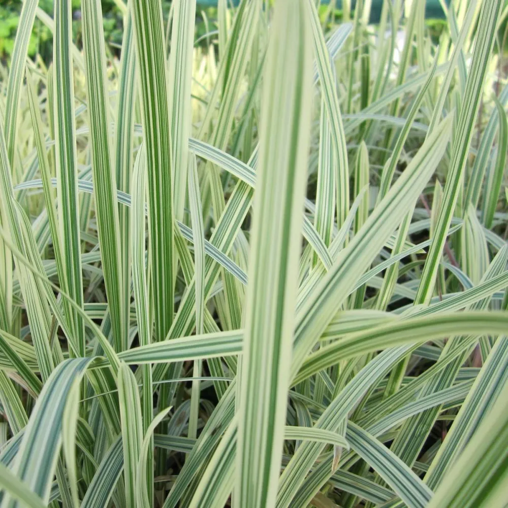 Glyceria?maxima?Variegata | Variegated sweet manna-grass | Marginal Plant - Image 4