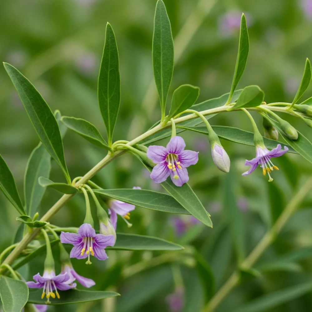 Goji Berry Plant | 9cm Pot - Image 4
