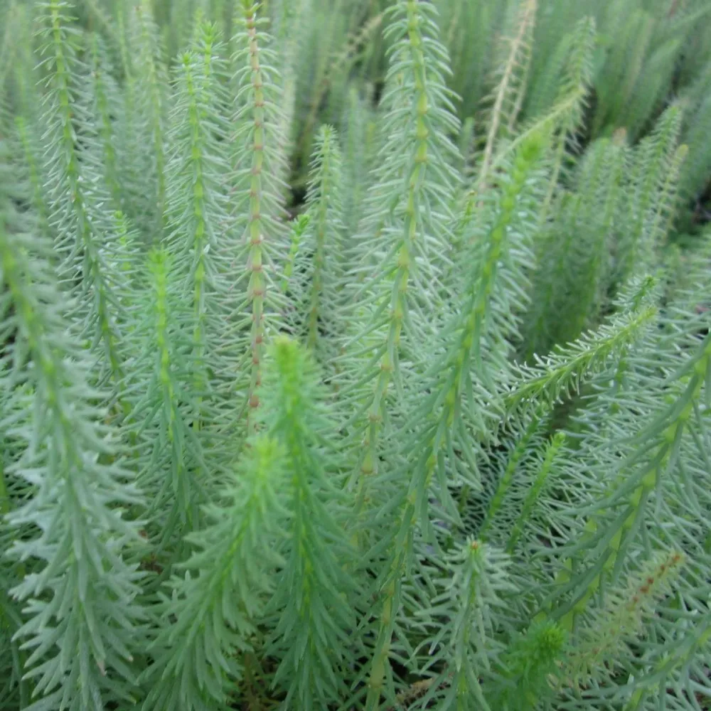 Hippuris?vulgaris | Mares-tail | Oxygenating Marginal Plant - Image 2
