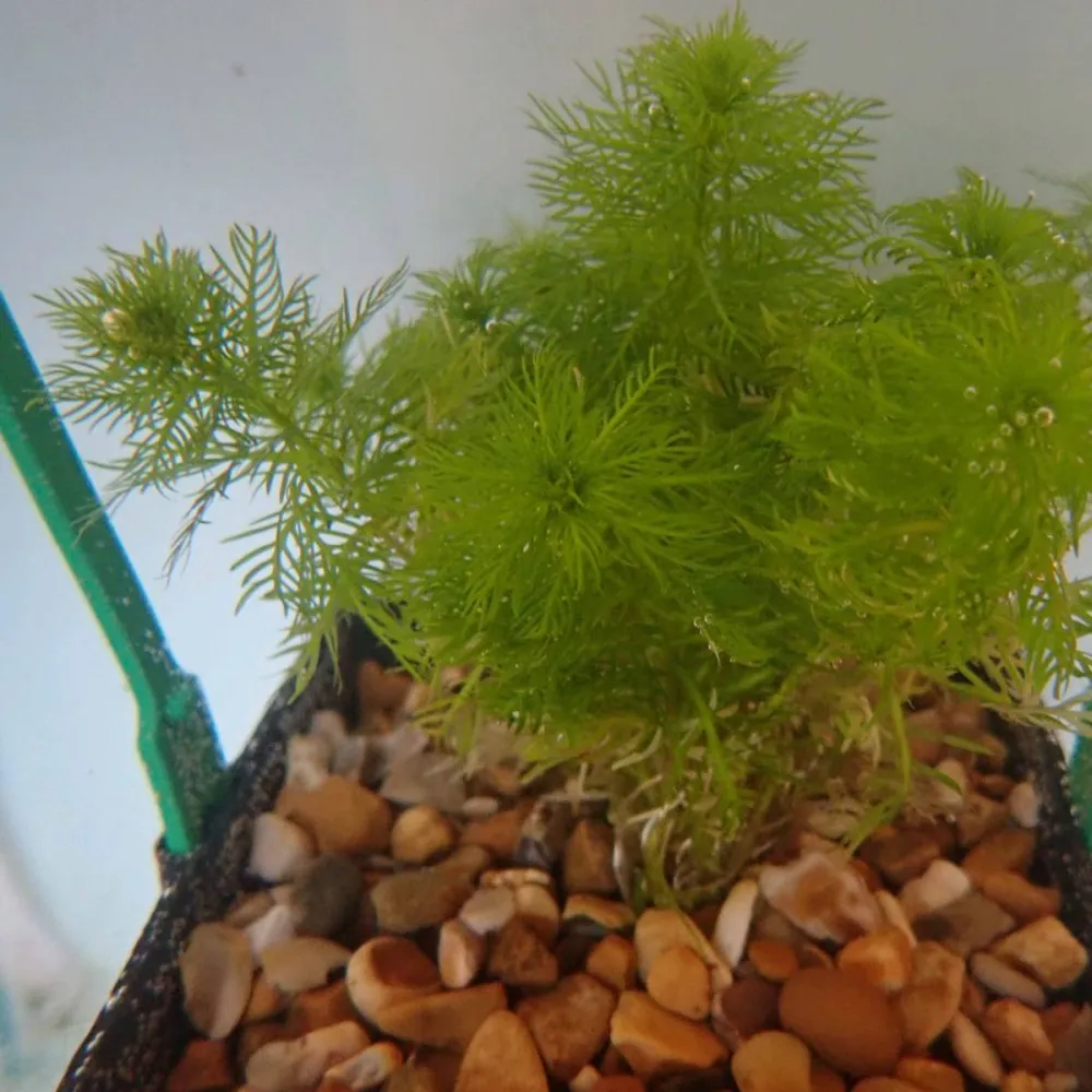 Hottonia?palustris | Water violet | Floating Plant - Image 2