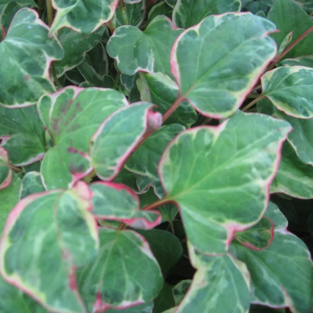 Houttuynia?cordata?Boo?Boo | Boo Boo chameleon plant | Marginal Plant