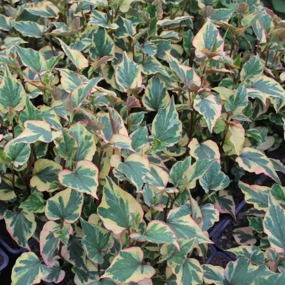 Houttuynia?cordata?Chameleon | Chameleon plant | Marginal Plant - Image 6