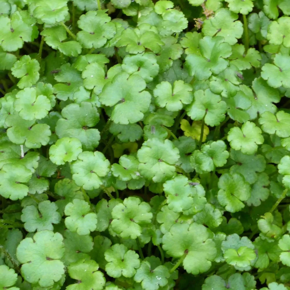 Hydrocotyle?Novae-Zelandiae | New Zealand pennywort | Oxygenating Marginal Plant
