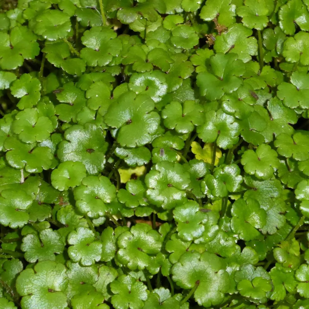 Hydrocotyle?Novae-Zelandiae | New Zealand pennywort | Oxygenating Marginal Plant - Image 2
