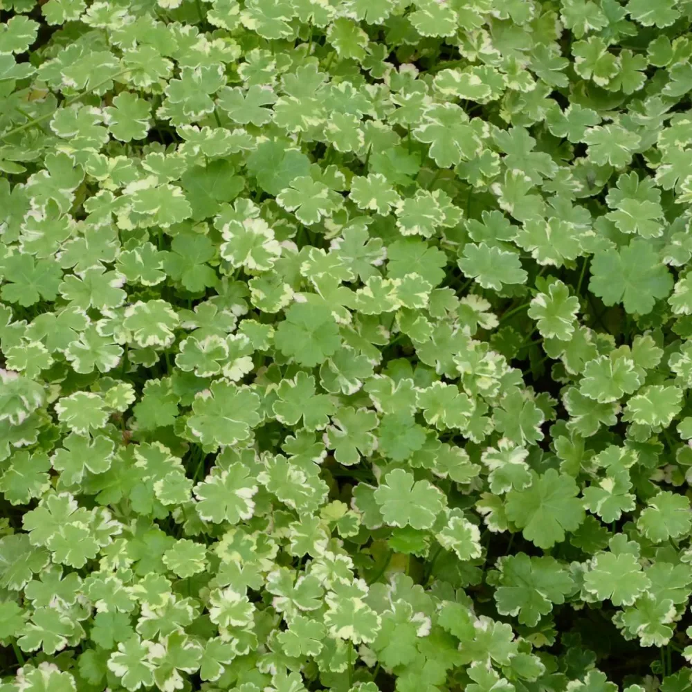Hydrocotyle?sibthorpioides | Lawn pennywort | Oxygenating Marginal Plant