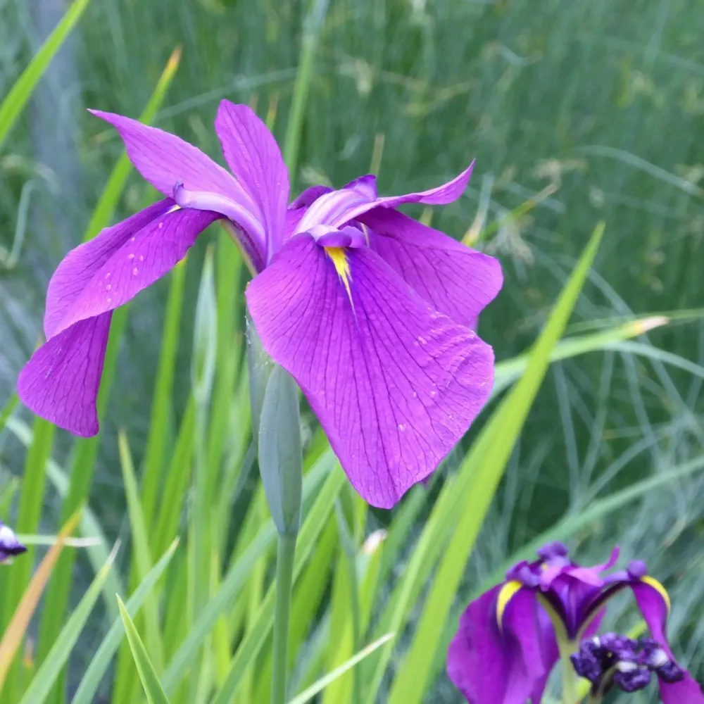 Iris?ensata | Japanese water iris | Marginal Plant