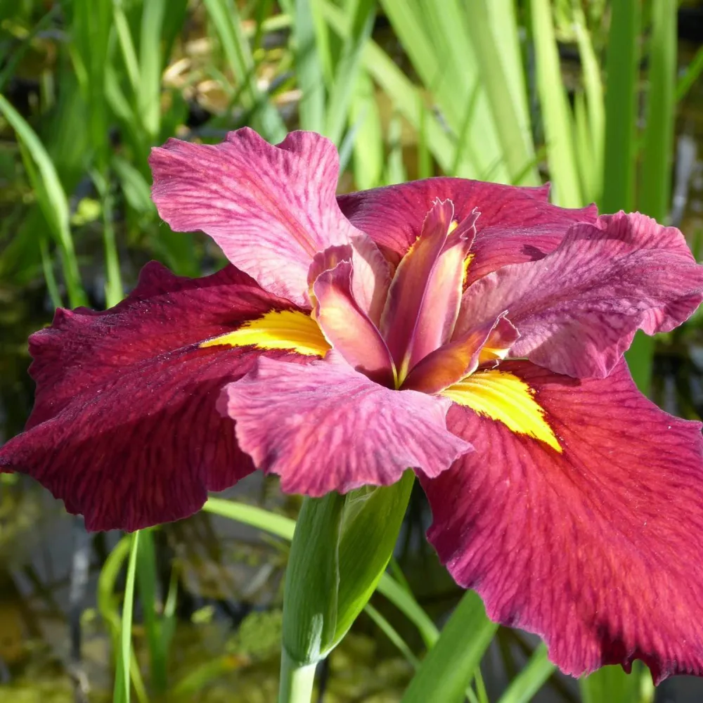 Iris?louisiana?Ann Chowning | Louisiana iris Ann Chowning | Marginal Plant
