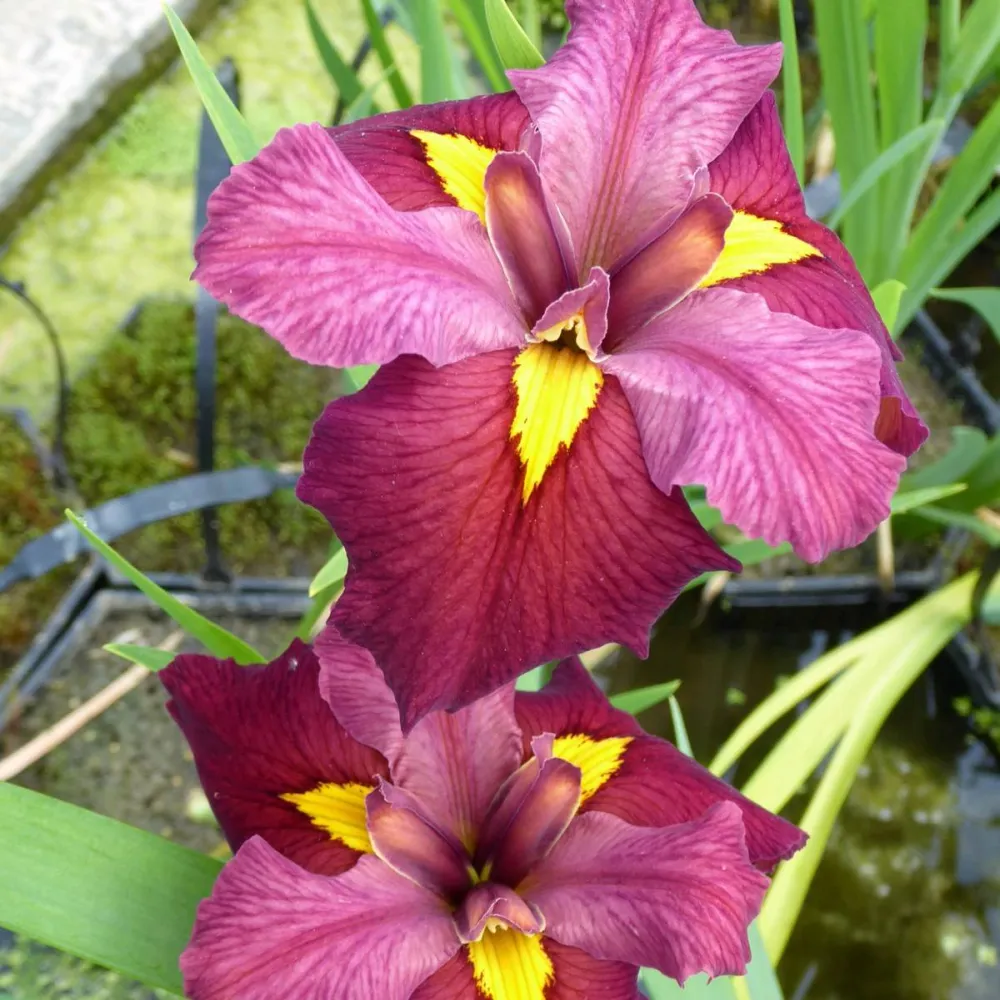 Iris?louisiana?Ann Chowning | Louisiana iris Ann Chowning | Marginal Plant - Image 2