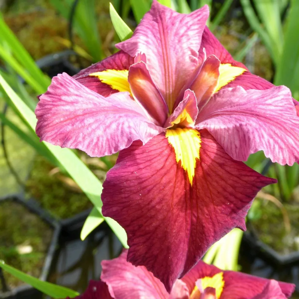 Iris?louisiana?Ann Chowning | Louisiana iris Ann Chowning | Marginal Plant - Image 3