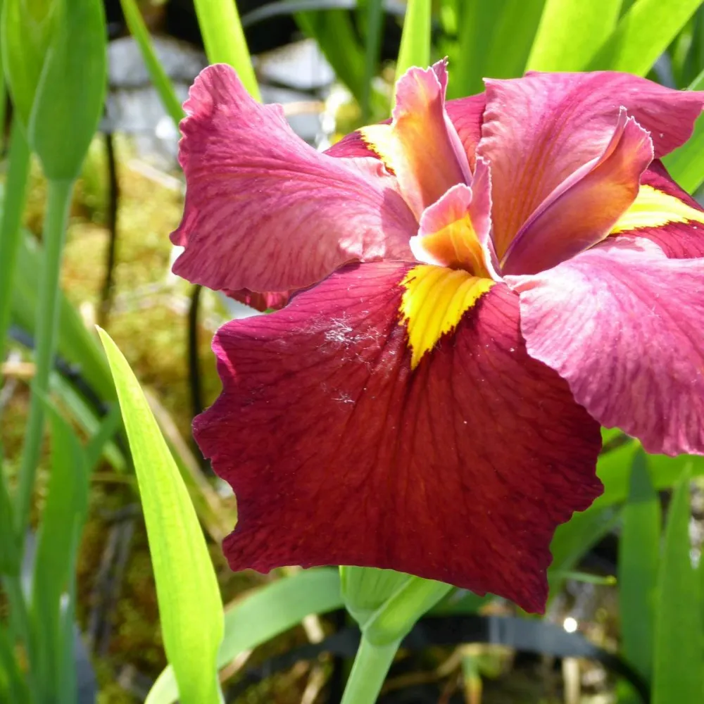 Iris?louisiana?Ann Chowning | Louisiana iris Ann Chowning | Marginal Plant - Image 4