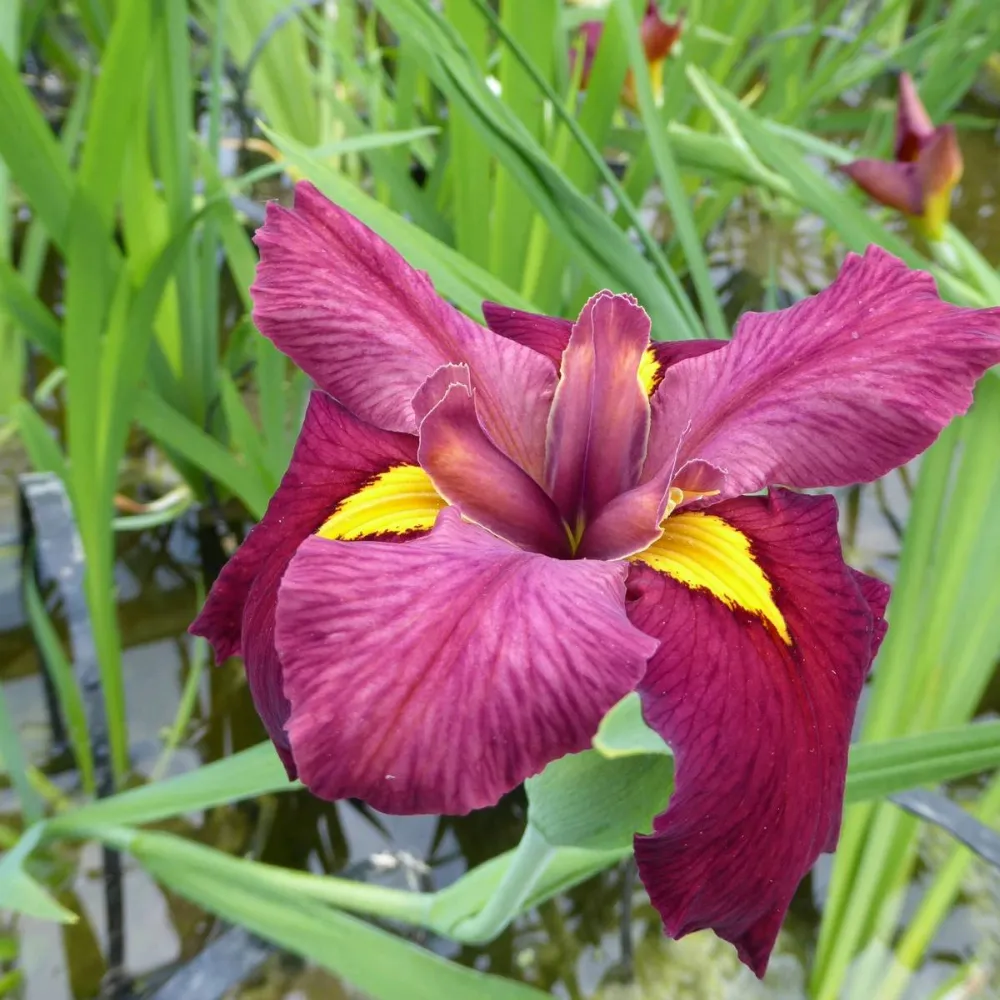 Iris?louisiana?Ann Chowning | Louisiana iris Ann Chowning | Marginal Plant - Image 6