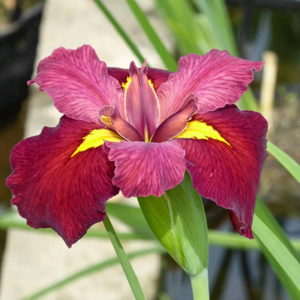 Iris?louisiana?Ann Chowning | Louisiana iris Ann Chowning | Marginal Plant - Image 7
