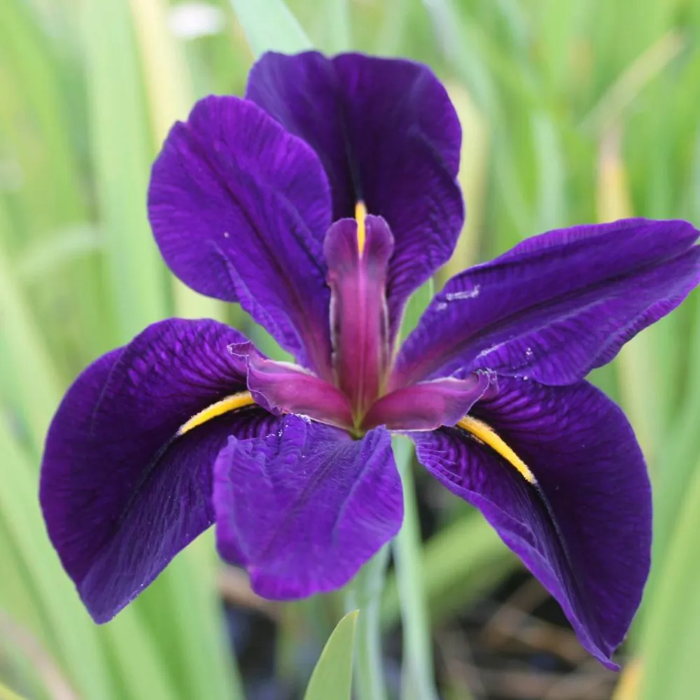 Iris?louisiana?Black Gamecock | Louisiana iris Black Gamecock | Marginal Plant - Image 10