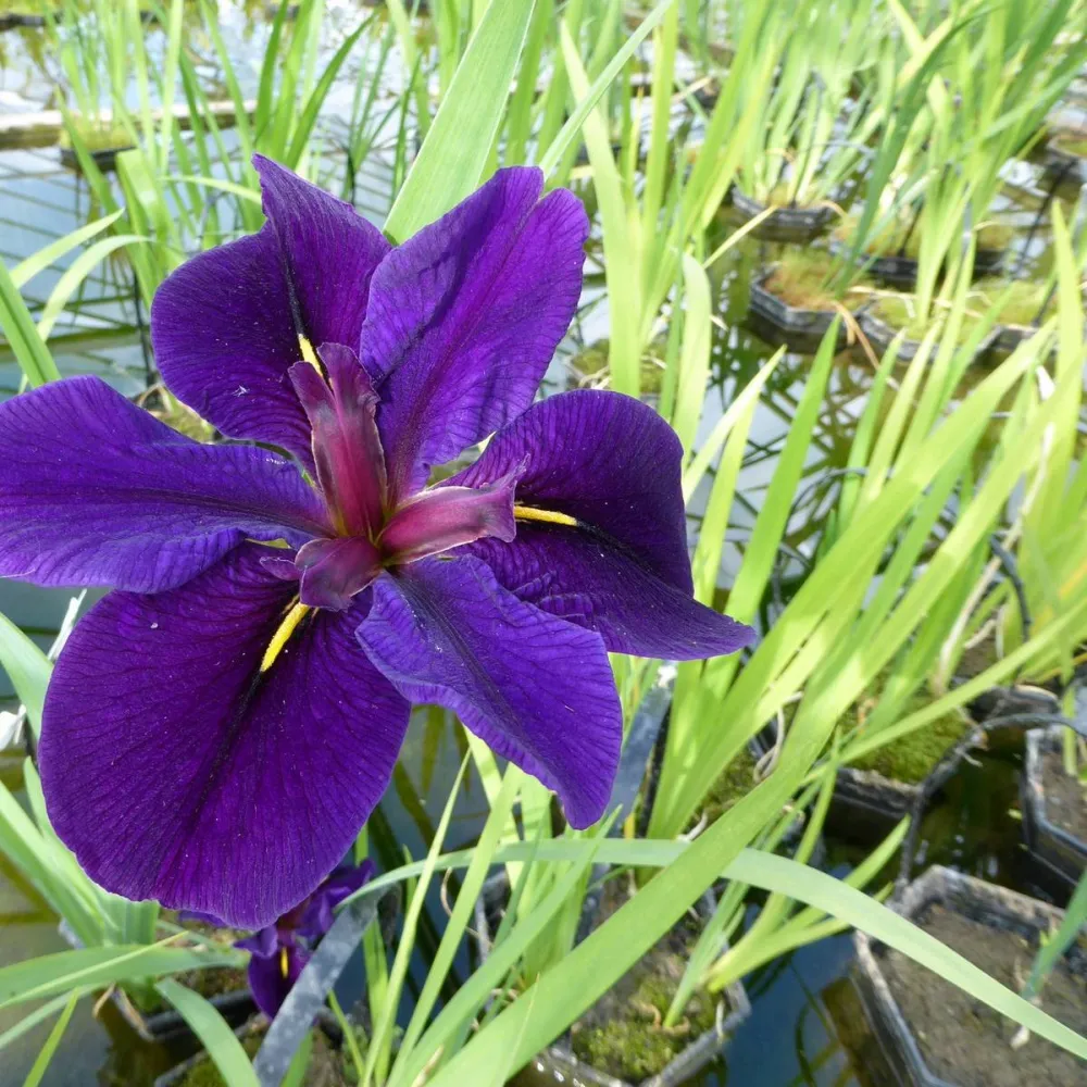 Iris?louisiana?Black Gamecock | Louisiana iris Black Gamecock | Marginal Plant - Image 2