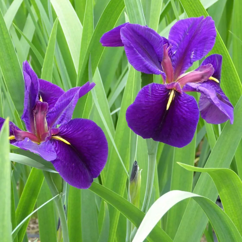 Iris?louisiana?Black Gamecock | Louisiana iris Black Gamecock | Marginal Plant - Image 3