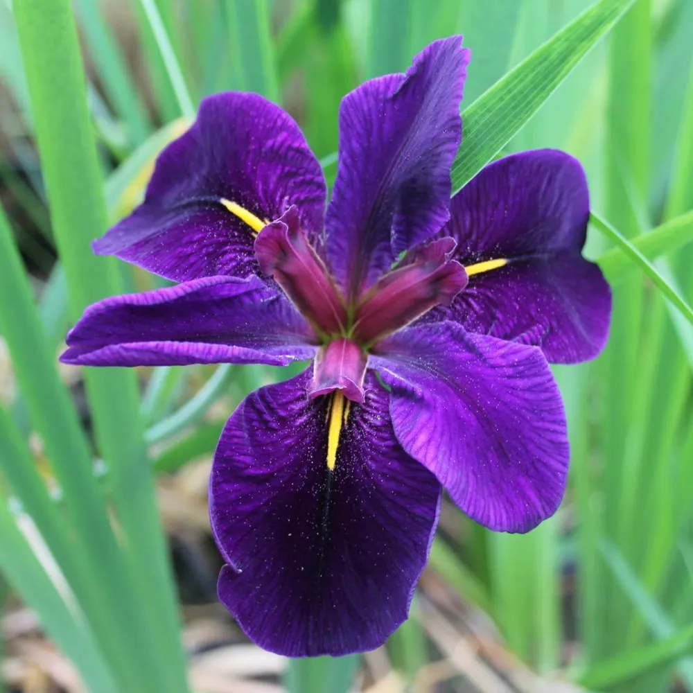 Iris?louisiana?Black Gamecock | Louisiana iris Black Gamecock | Marginal Plant - Image 4