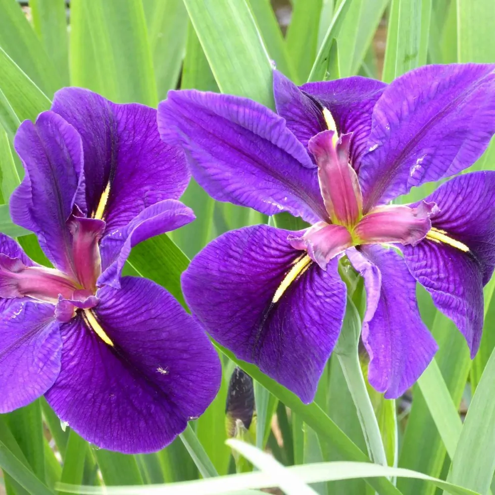 Iris?louisiana?Black Gamecock | Louisiana iris Black Gamecock | Marginal Plant - Image 7