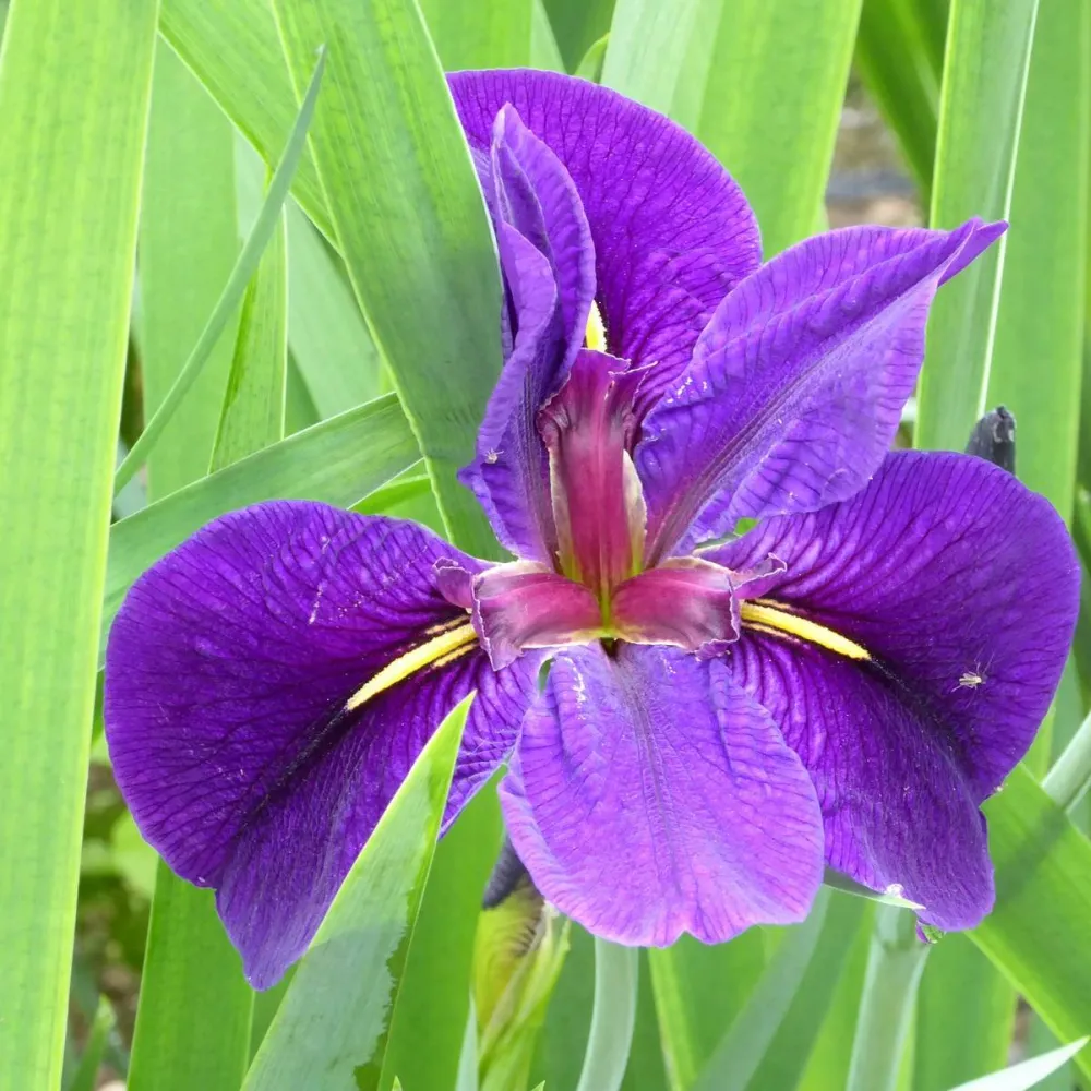 Iris?louisiana?Black Gamecock | Louisiana iris Black Gamecock | Marginal Plant - Image 9