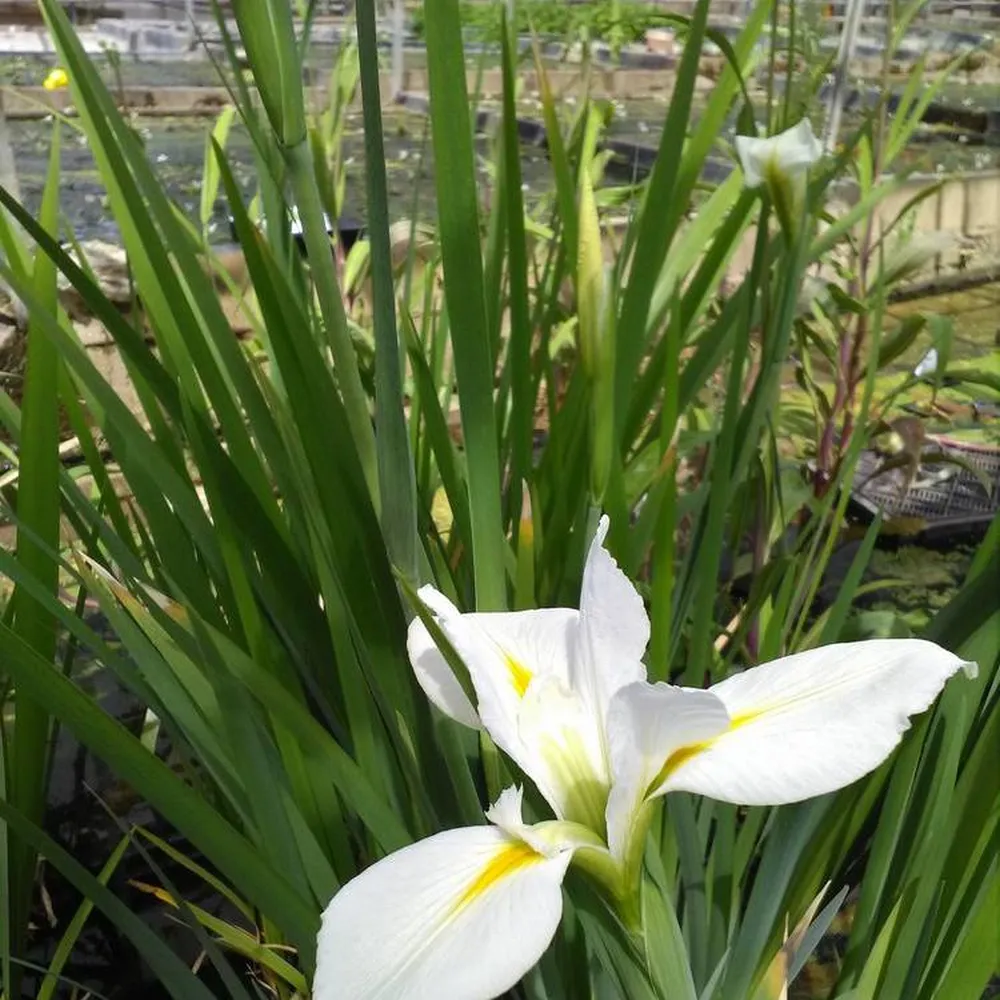 Iris?louisiana?Her Highness | Louisiana iris Her Highness | Marginal Plant - Image 2
