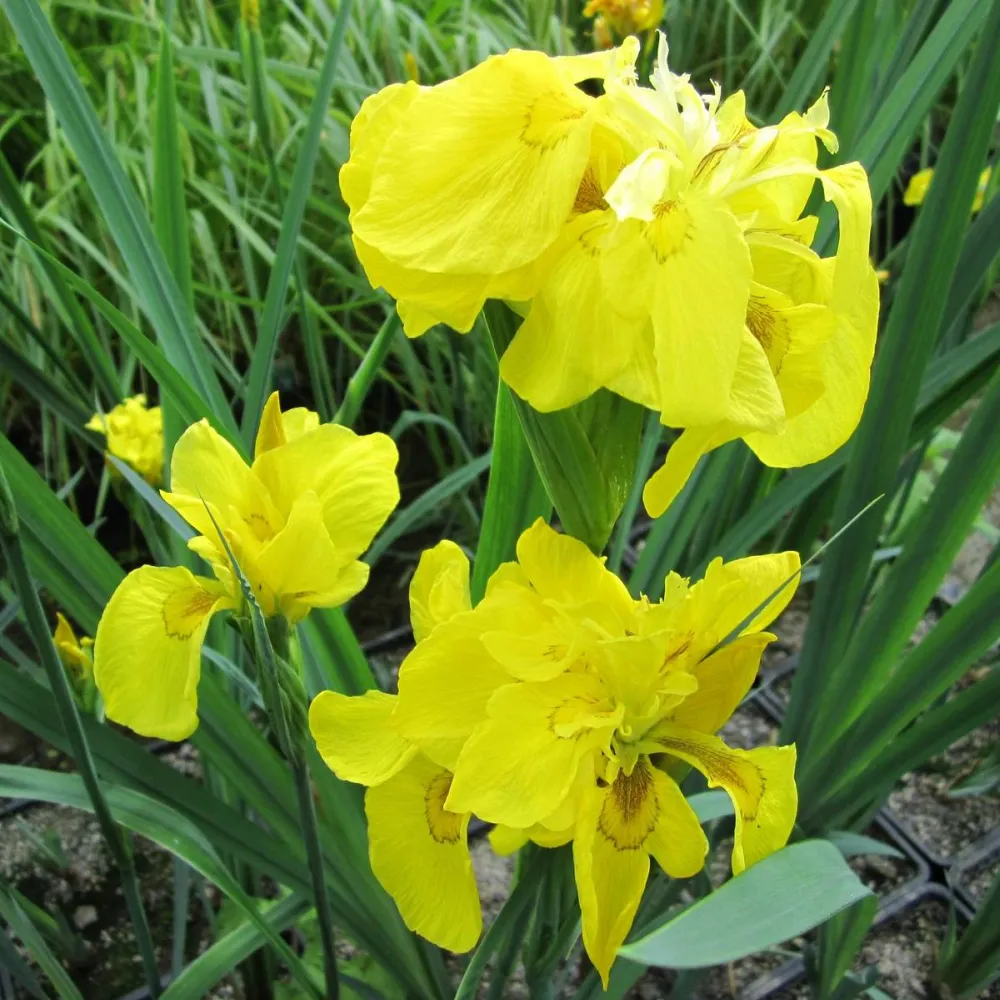 Iris?pseudacorus?Flore?Pleno | Double yellow flag iris | Marginal Plant - Image 6