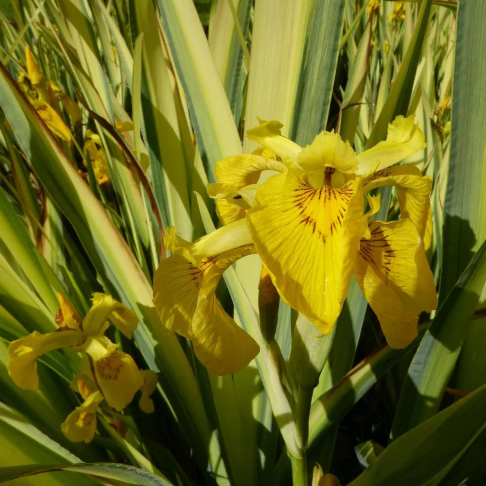 Iris?pseudacorus?Variegata | Variegated yellow flag iris | Marginal Plant