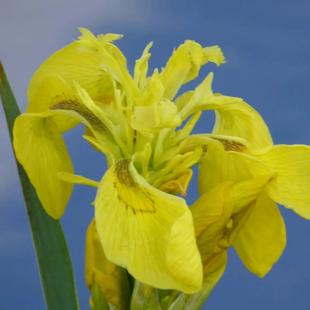 Iris?pseudacorus | Yellow flag iris | Marginal Plant