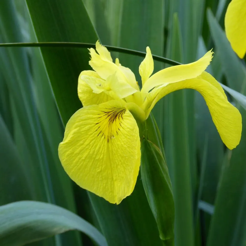 Iris?pseudacorus | Yellow flag iris | Marginal Plant - Image 2