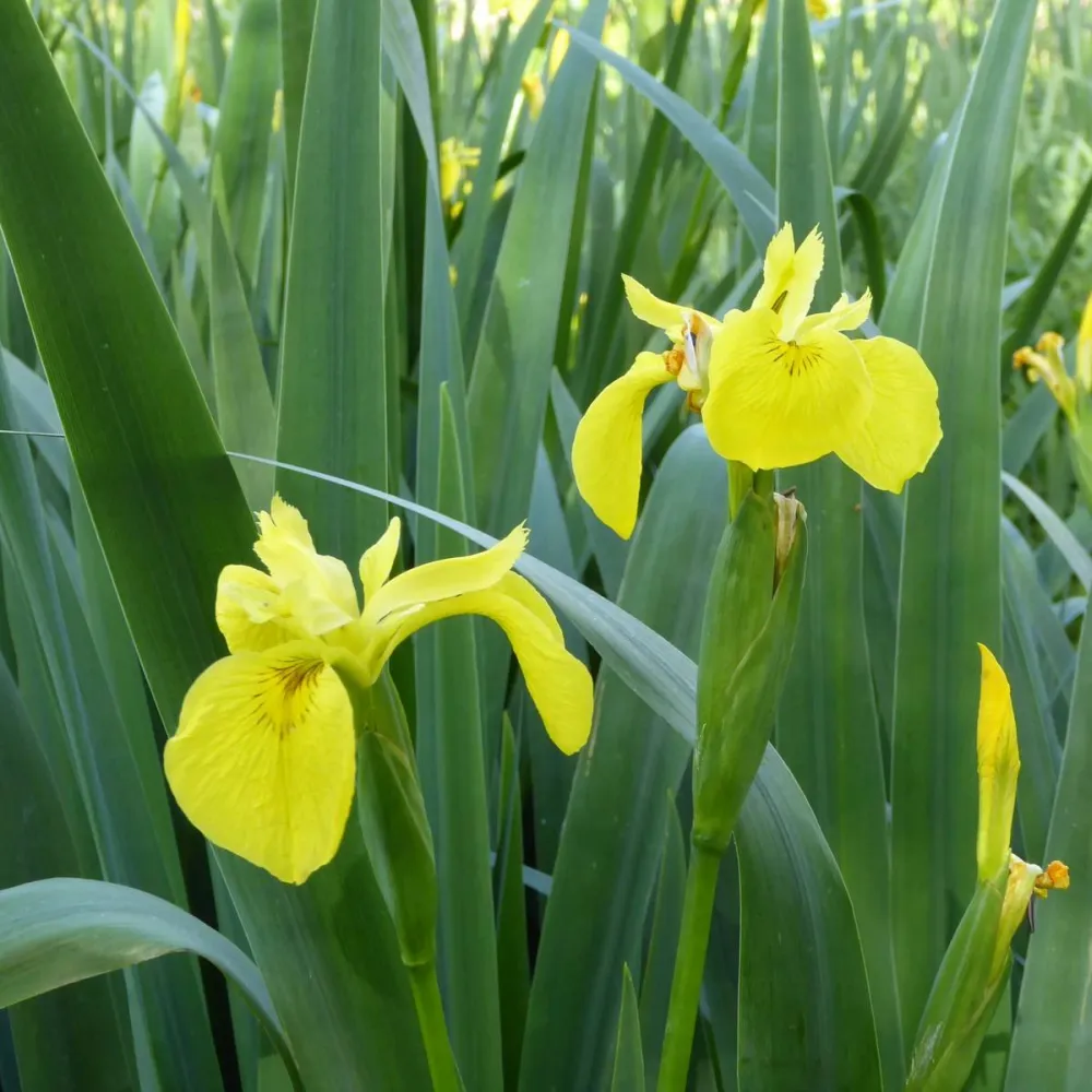 Iris?pseudacorus | Yellow flag iris | Marginal Plant - Image 3