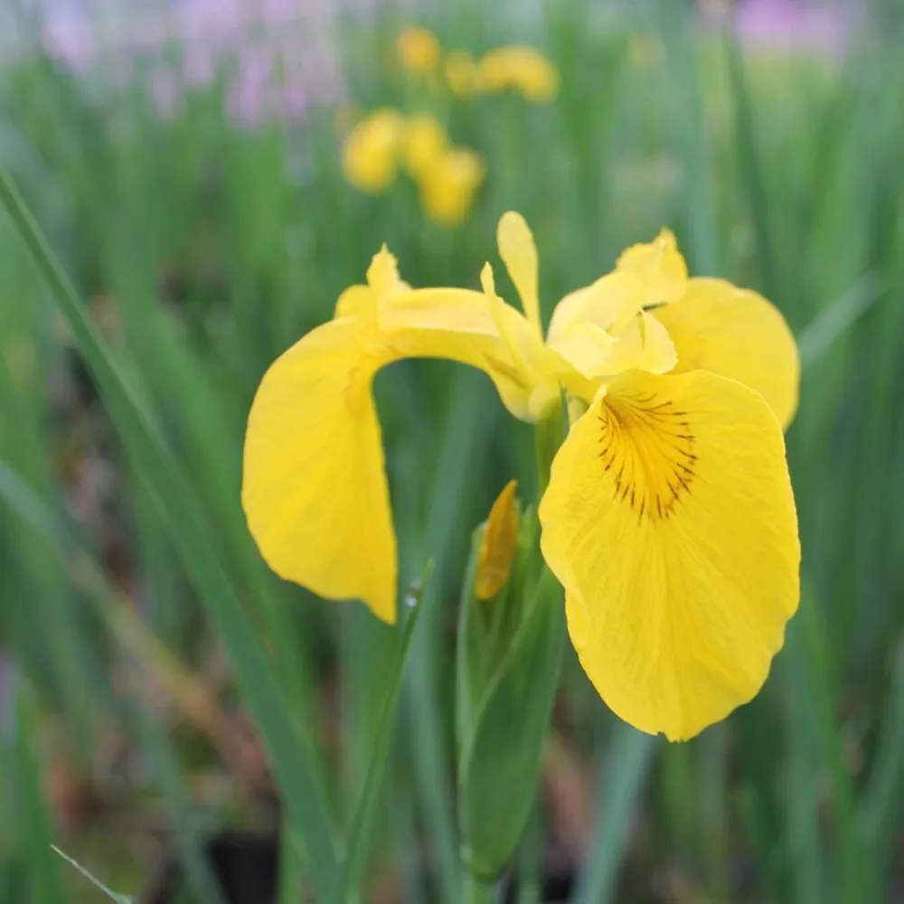 Iris?pseudacorus | Yellow flag iris | Marginal Plant - Image 4