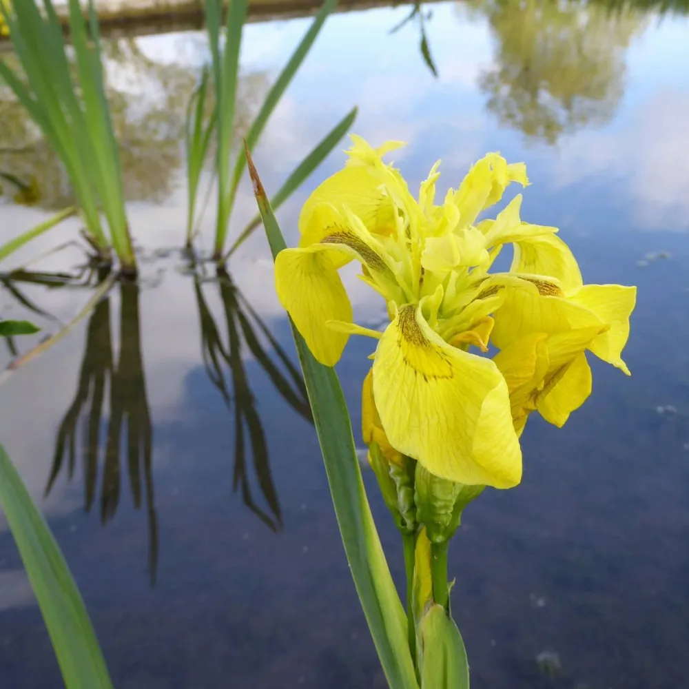 Iris?pseudacorus | Yellow flag iris | Marginal Plant - Image 6