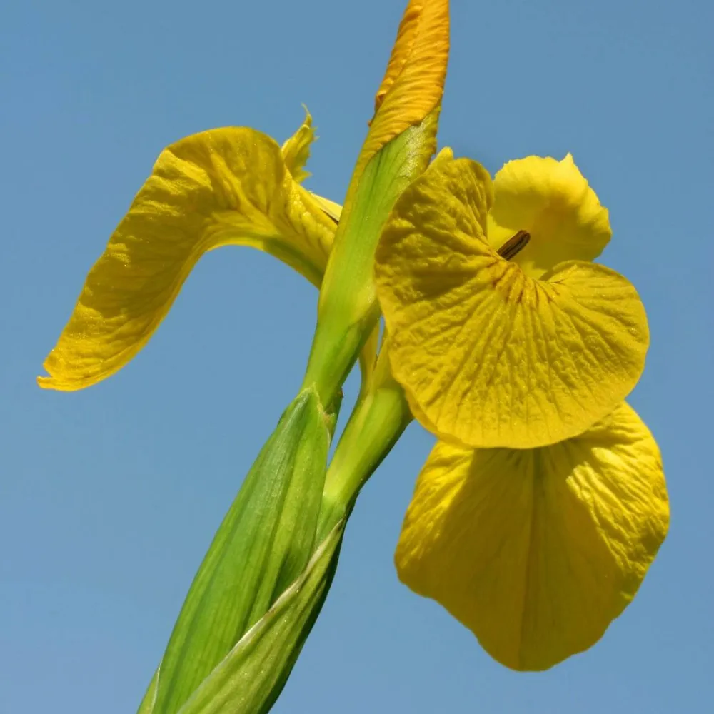 Iris?pseudacorus | Yellow flag iris | Marginal Plant - Image 7