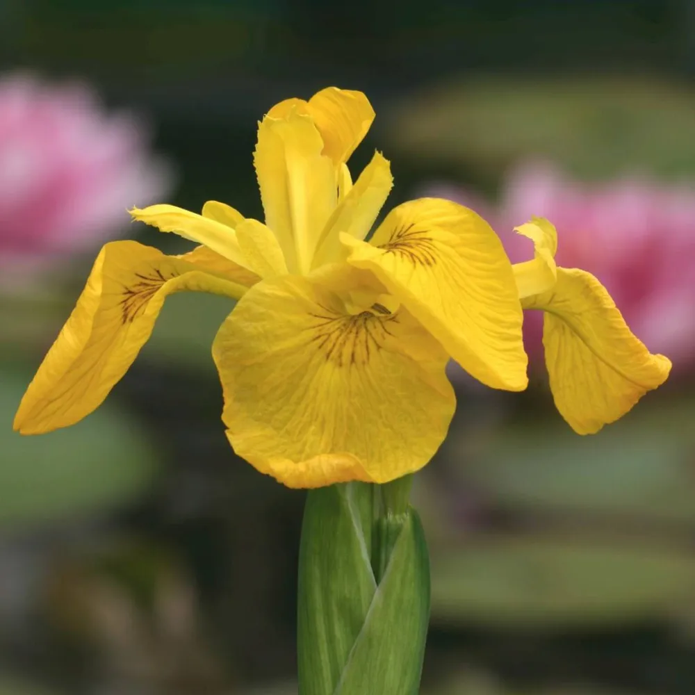 Iris?pseudacorus | Yellow flag iris | Marginal Plant - Image 8