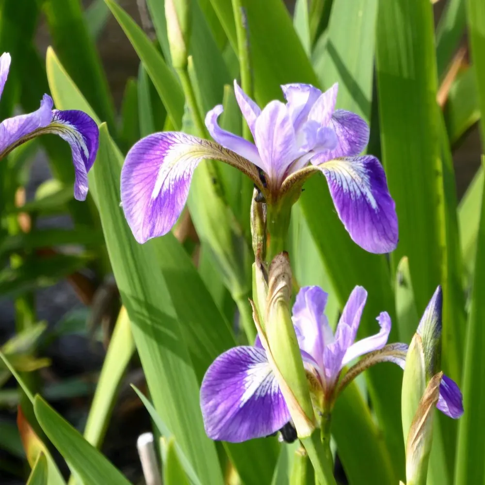 Iris?versicolor | Blue flag iris | Marginal Plant - Image 2