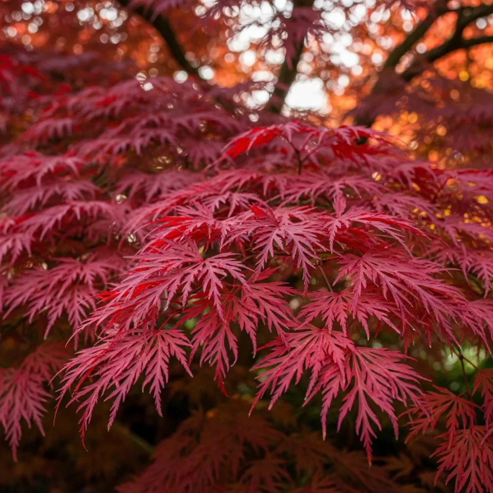 Japanese Maple | Acer palmatum | 3ft Tree in 3L Pot