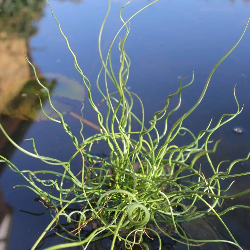 Juncus?effusus?Spiralis | Corkscrew rush | Marginal Plant