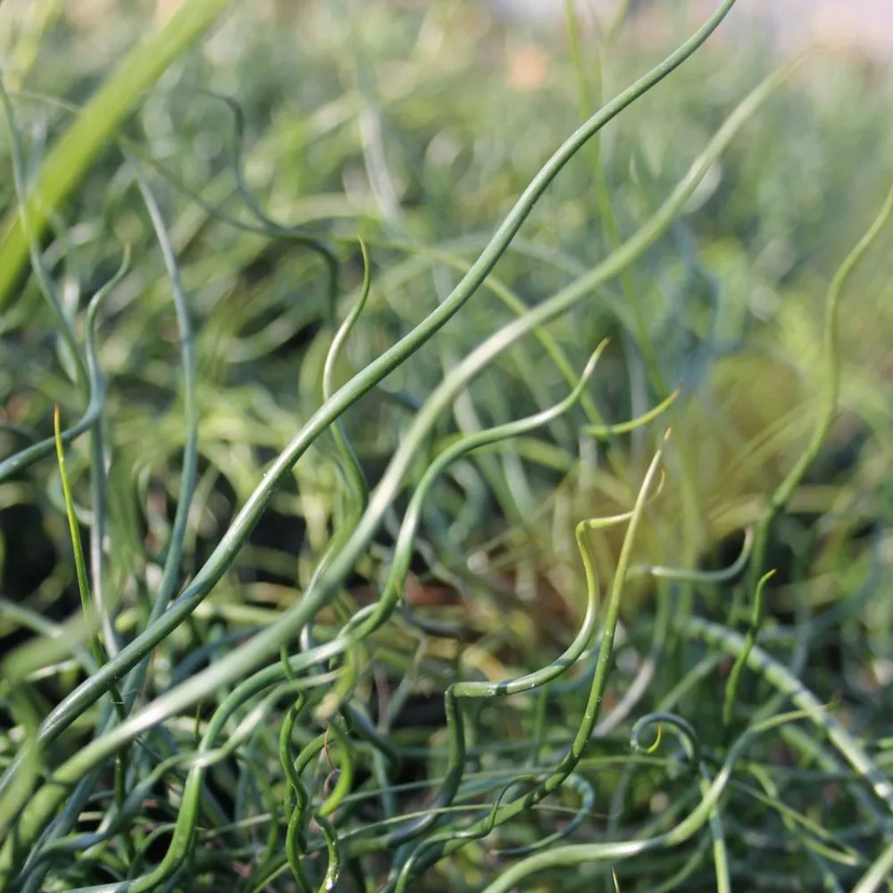 Juncus?effusus?Spiralis | Corkscrew rush | Marginal Plant - Image 2