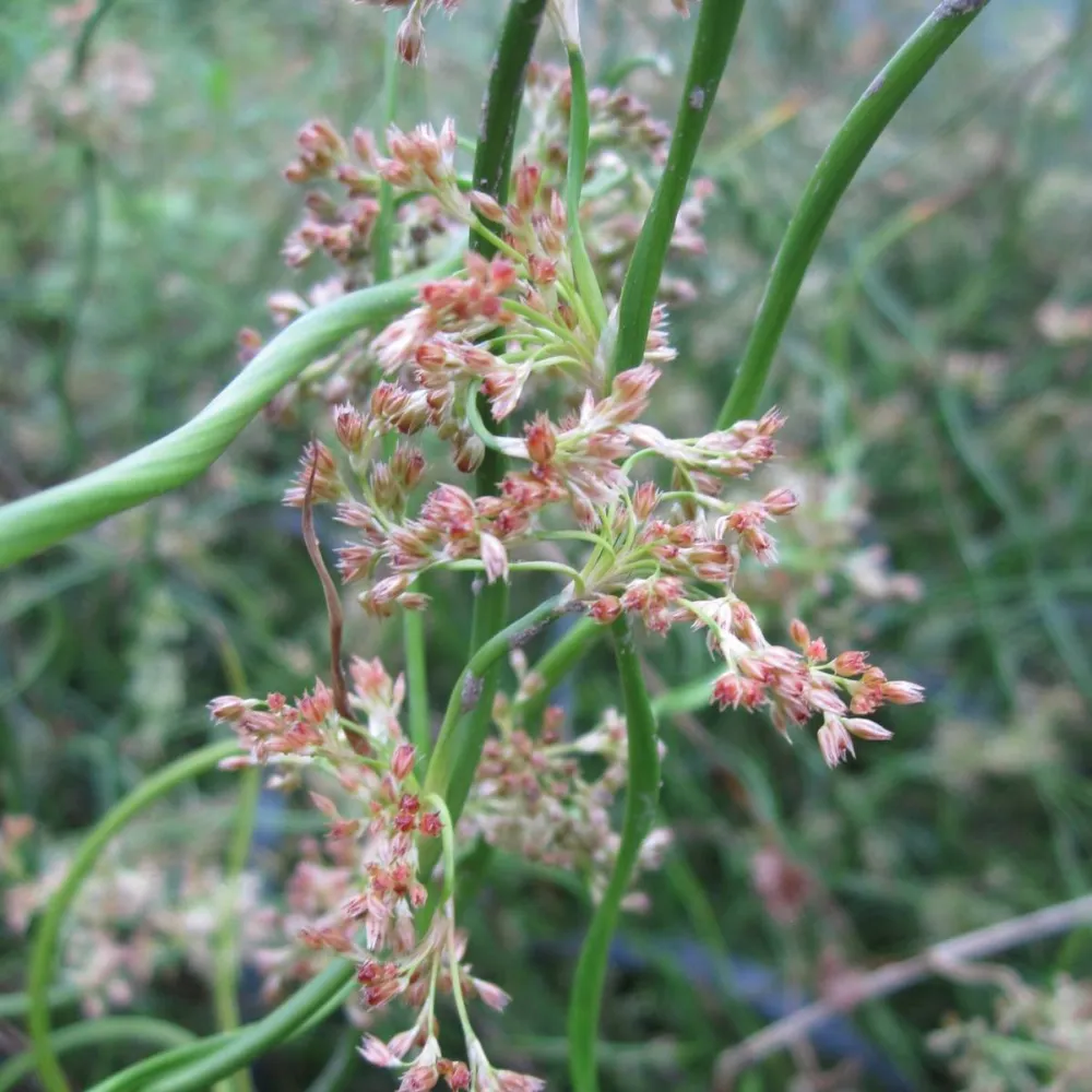 Juncus?effusus?Spiralis | Corkscrew rush | Marginal Plant - Image 3