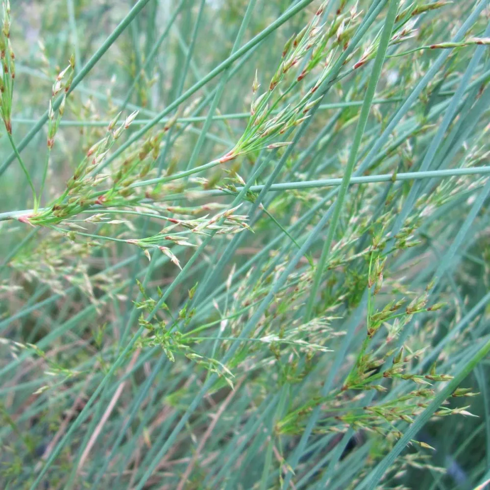 Juncus?inflexus | Hard rush | Marginal Plant