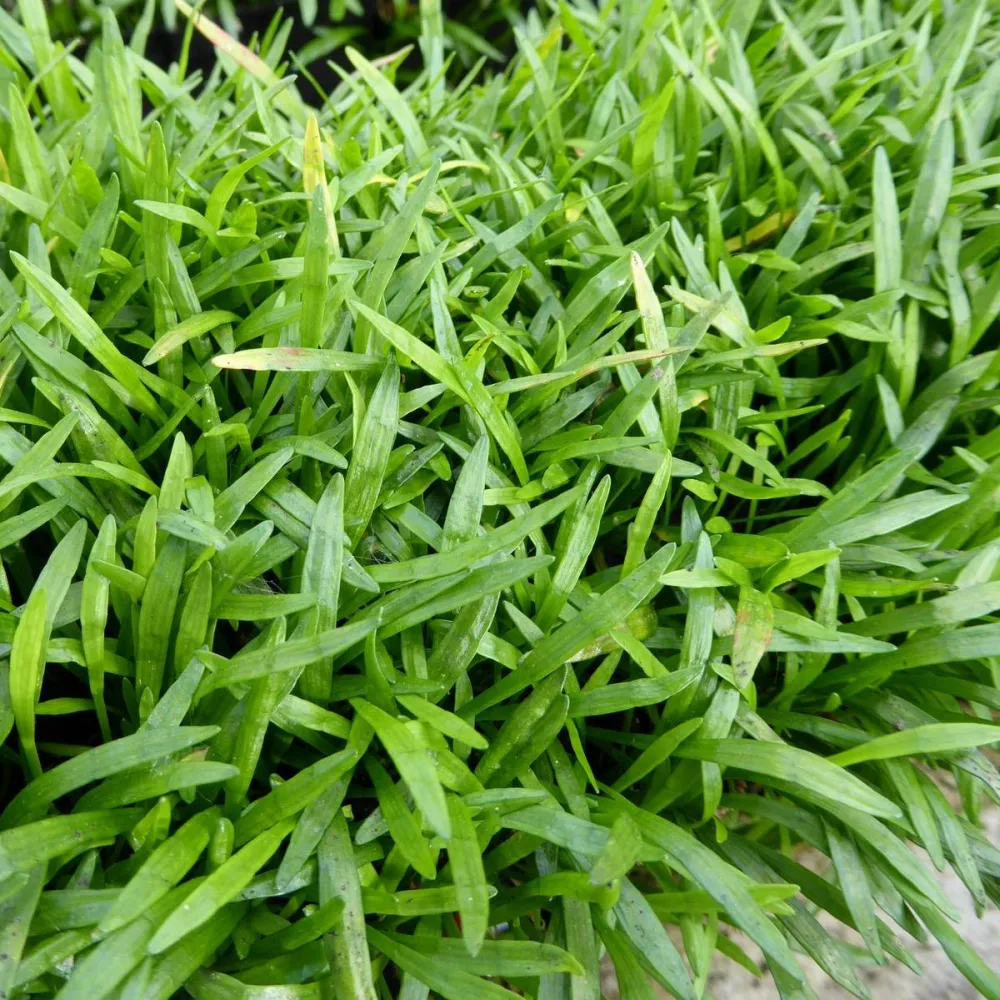 Lilaeopsis?brasiliensis | Brazilian micro-sword | Oxygenating Marginal Plant - Image 2