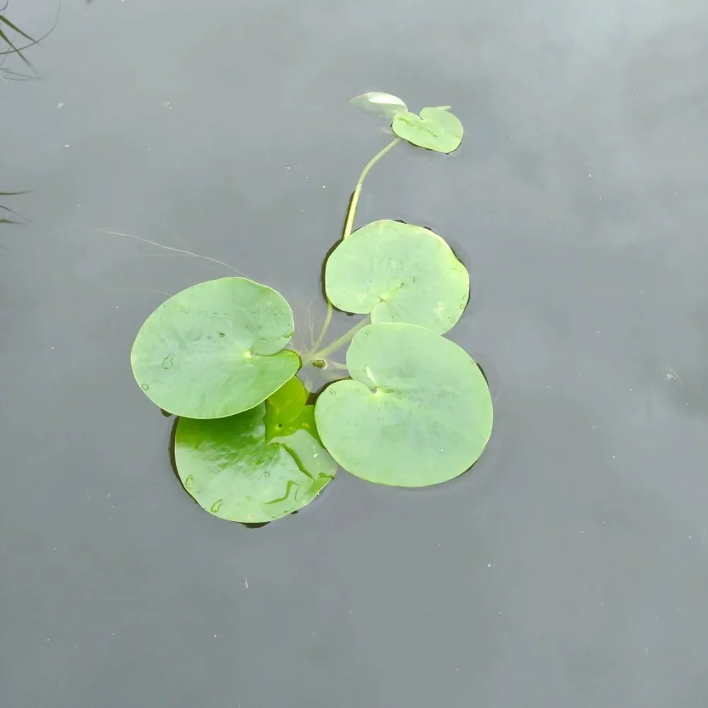 Limnobium?laevigatum | Amazon frogbit | Floating Plant