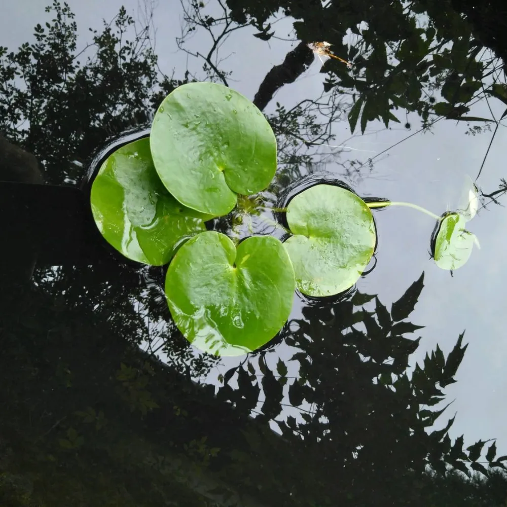Limnobium?laevigatum | Amazon frogbit | Floating Plant - Image 3