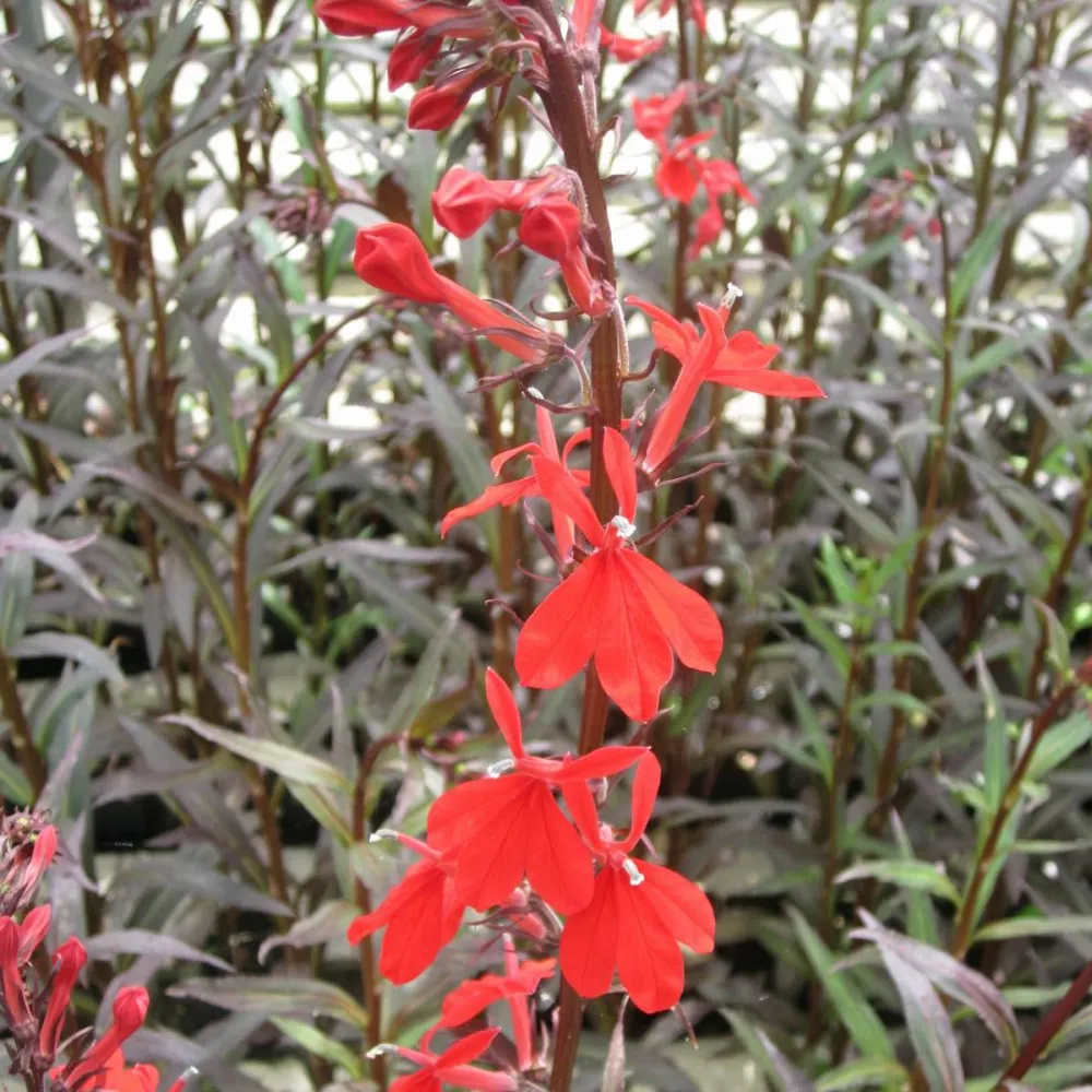 Lobelia?fulgens?Queen Victoria | Queen Victoria cardinal lobelia | Marginal Plant