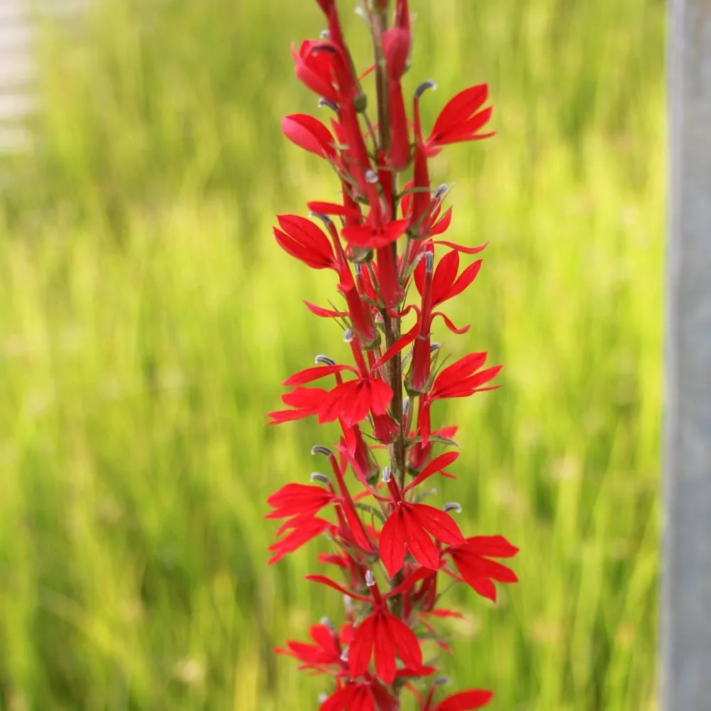Lobelia?fulgens?Queen Victoria | Queen Victoria cardinal lobelia | Marginal Plant - Image 2