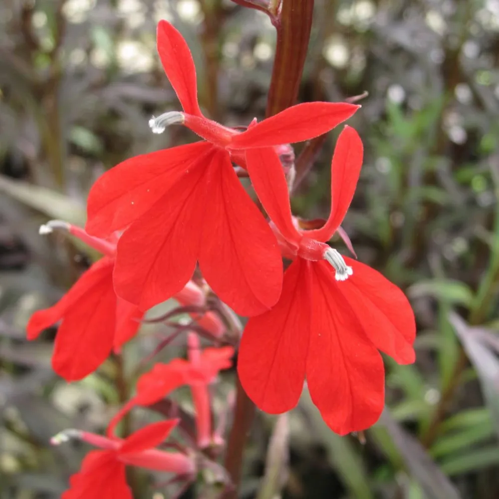 Lobelia?fulgens?Queen Victoria | Queen Victoria cardinal lobelia | Marginal Plant - Image 3