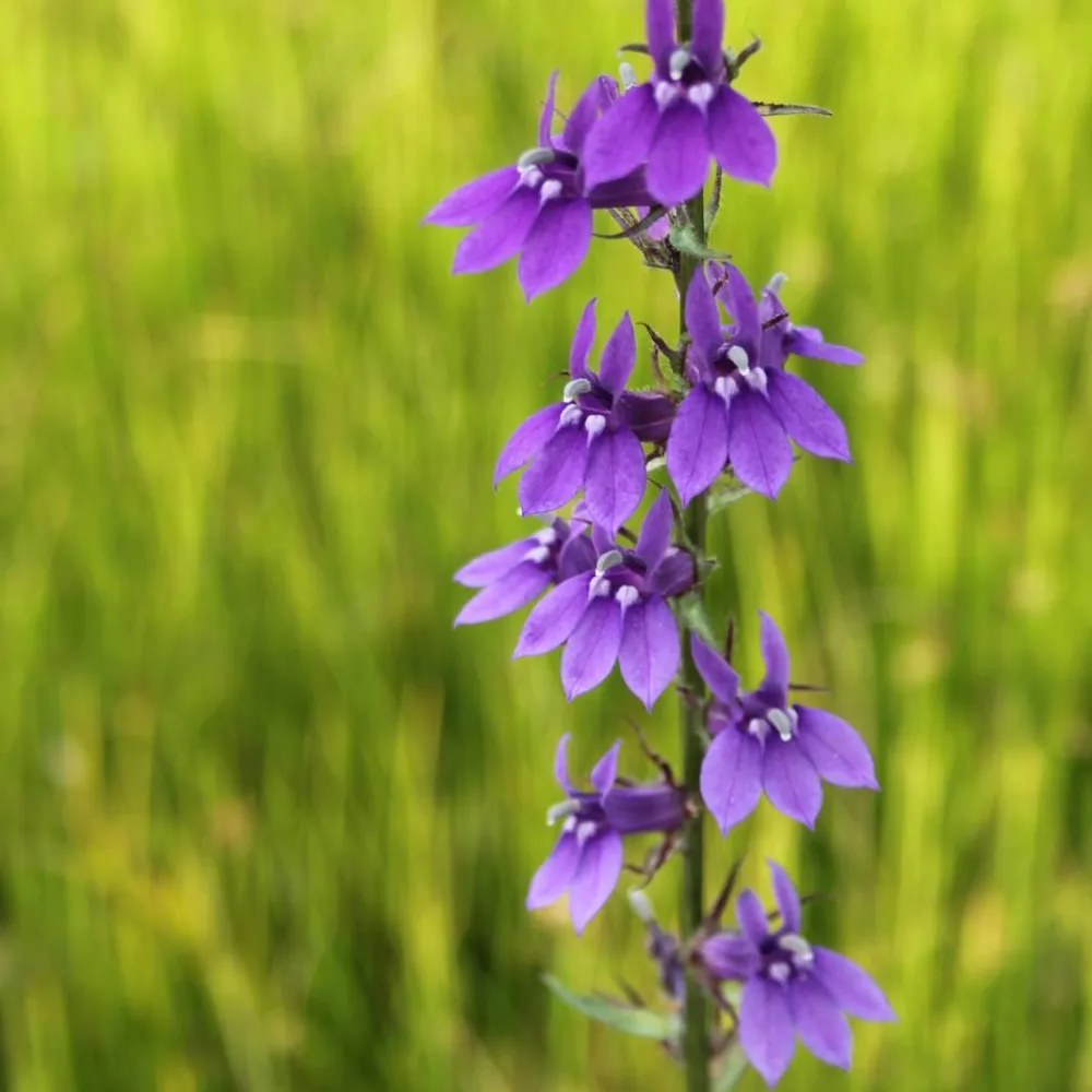 Lobelia?vedrariensis | Purple bog lobelia | Marginal Plant
