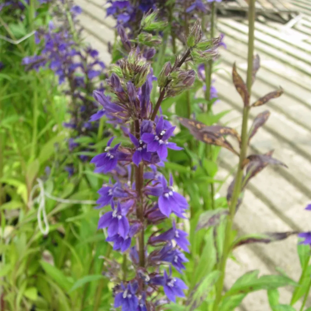 Lobelia?vedrariensis | Purple bog lobelia | Marginal Plant - Image 2
