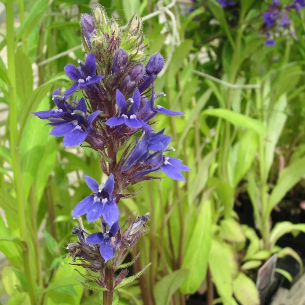 Lobelia?vedrariensis | Purple bog lobelia | Marginal Plant - Image 4